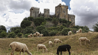 Sheep grazing hillside castle tall - a lush green hillside next free wallpaper