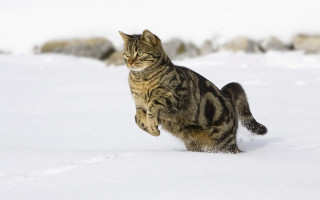 Cat running snow paws back - its back leg free wallpaper