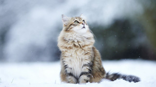 Cat snow night aurora moon - bourgeoi free wallpaper