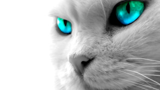 White cat blue eyes black 7 - a white cat free wallpaper