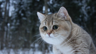 Cat snow serious looking camera - the snow free wallpaper