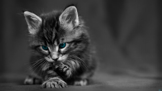 Kitten blue eyes camera table - the camera free wallpaper for desktop