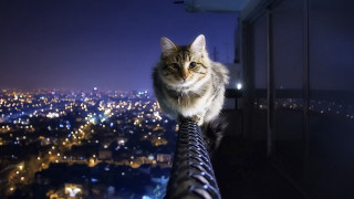 Cat sitting metal railing nighttime - symmetric free wallpaper