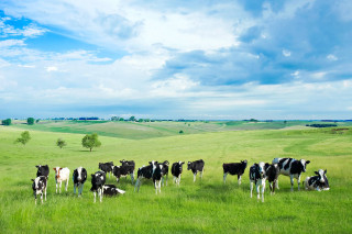 Herd cows lush green field - a lush green field of grass free wallpaper