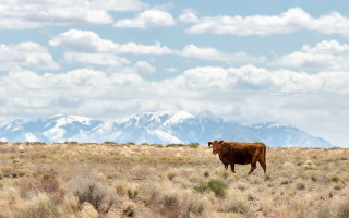 Cow standing field mountains background - a cow free wallpaper