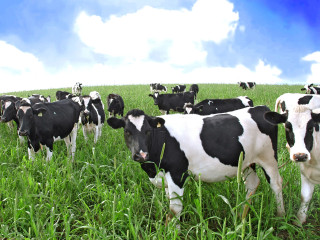 Cows herd lush green field - synthetism free wallpaper for desktop