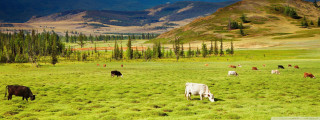 Mountain valley cattle grazing green - free landscape wallpaper