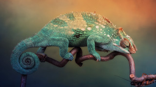 Chameleon branch stick worm mouth - a stick free wallpaper for desktop