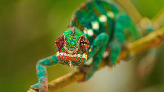 Green chameleon sitting branch mouth - tongue free wallpaper