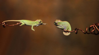 Two small lizards climbing wire - a wire free wallpaper for desktop