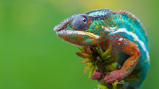 Colorful chameleon branch green background - a colorful chamelon free wallpaper