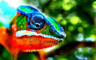 Colorful chameleon macro blurry background - a colorful chamelon free wallpaper
