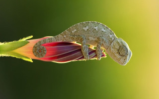 Chameleon flower green background macro - anne geddes free wallpaper for desktop