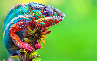 Colorful chameleon branch leaves mouth 2 - a colorful chamelon free wallpaper