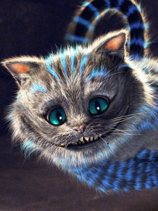 Cat blue eyes weird face - weird free wallpaper for mobile