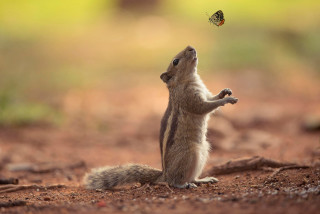 Squirrel reaching butterfly flying overhead - its hind leg free wallpaper