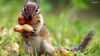 Squirrel holding nut grass blurry - a nut free wallpaper