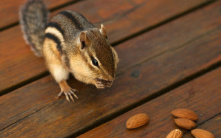 Chipmunk wooden table almonds scattered - a wooden table free wallpaper