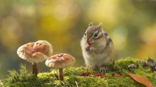 Chipmunk mossy surface mushrooms leaves - mossy free wallpaper for desktop