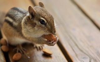 Chipmunk eating nut wooden table - a nut free wallpaper