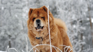 Dog snow eyes closed head - its eye free wallpaper