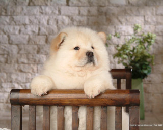White dog bench brick wall - classical realism free wallpaper