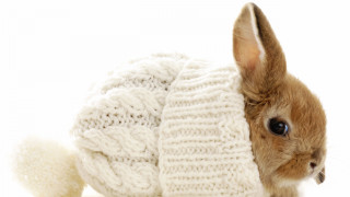 Small rabbit hiding sweater ball - a small rabbit free wallpaper