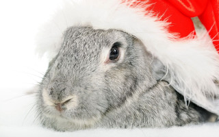 Rabbit santa hat sitting head - a santa hat free wallpaper