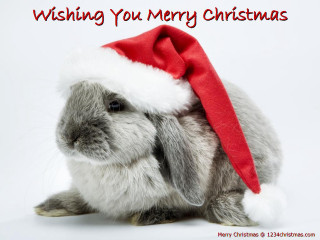 Rabbit santa hat merry message - a santa hat free wallpaper