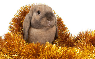 Rabbit tinsel basket white background - a rabbit free wallpaper