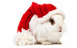 White rabbit red hat pom - fashion free wallpaper
