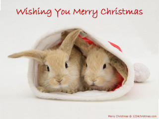 Rabbits christmas hat merry message - two rabbit free wallpaper