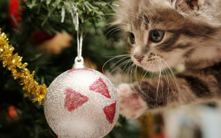Kitten looking christmas ornament gold - a christmas ornament free wallpaper