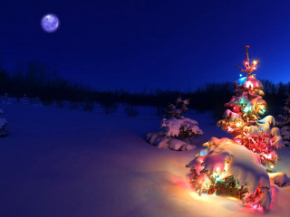 Christmas tree lit snow full - a full moon in the background free wallpaper