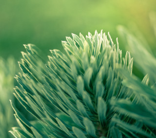 Close up green plant leaves 2 - a close up free wallpaper for tablet