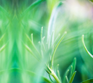 Closeup green leaves blurry grass - a close up of a plant free wallpaper for tablet