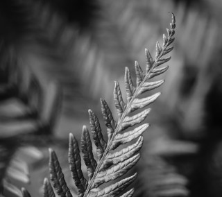 Fern leaf black white blurry - anne rigney free wallpaper for tablet