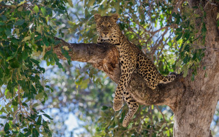 Leopard sitting tree branch looking - bernard meninsky free wallpaper