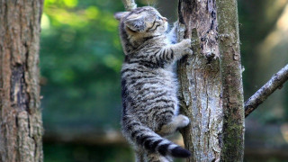 Cat climbing tree reach branch - its front paw free wallpaper for desktop