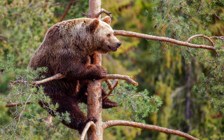 Brown bear climbing tree branch - green foliage free wallpaper