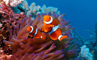 Orange clownfish anemone coral reef - a coral reef free wallpaper for desktop