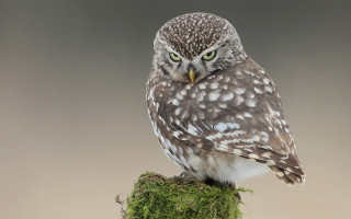 Small owl mossy branch gray - mossy free wallpaper