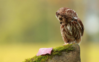 Small owl moss covered rock - top of a moss free wallpaper