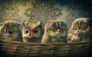Owls basket yellow eyes damask - a basket free wallpaper