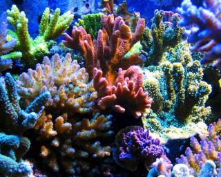 Colorful coral reef underwater glowing - bottom free wallpaper