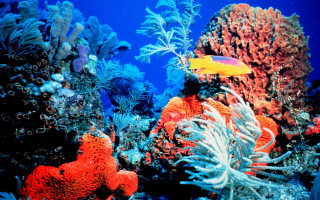 Colorful coral reef yellow fish - aquirax uno free wallpaper