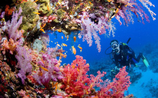 Scuba diver coral reef ocean - a scuba diver free wallpaper