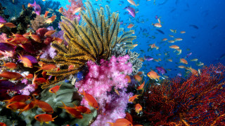 Coral reef colorful fish sunny 2 - blue water free wallpaper