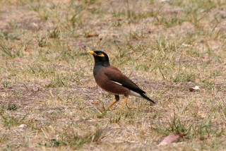 Bird grass distance yellow beak - something free wallpaper
