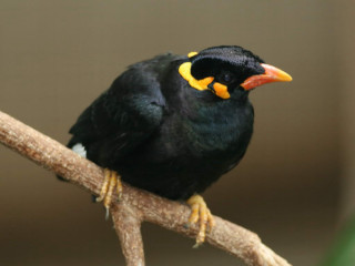 Black bird yellow beak tree - a black bird free wallpaper for desktop
